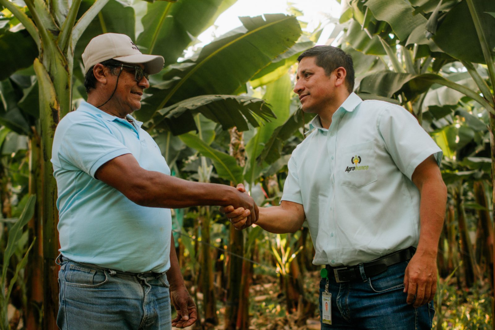 Agrobanco Financió El Cultivo De 185 Mil Hectáreas Y La Producción De